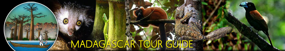 Madagascar Manoala National Park `Madagascar Tour Guide